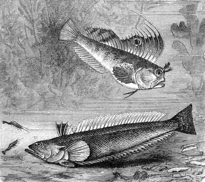 Butterfly blenny and Greater weever  /  Seeschmetterling