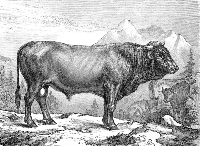 cattle breed