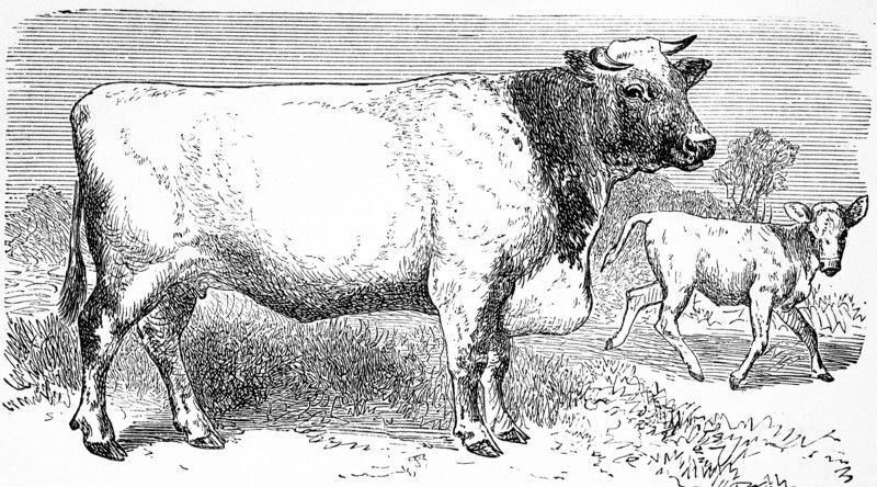 cattle breed