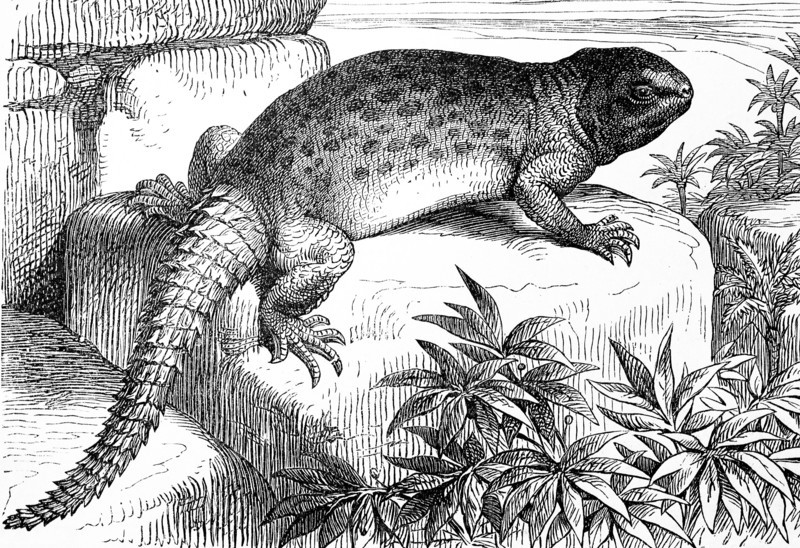 Ground agama  /  Geschmückte Dornschwanzagame