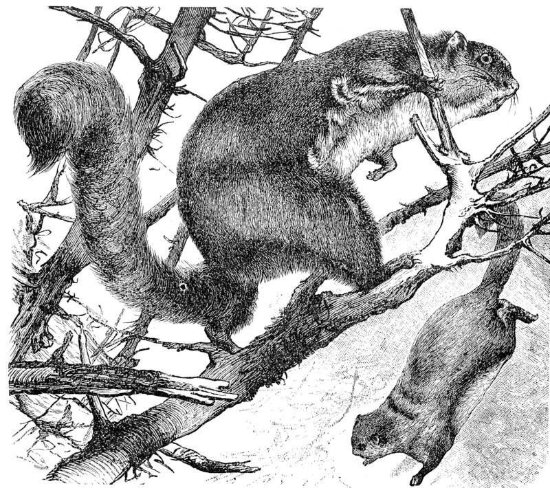 Red giant flying squirrel