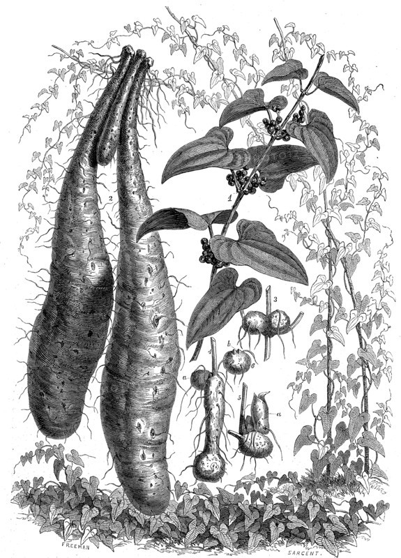 Chinese yam
