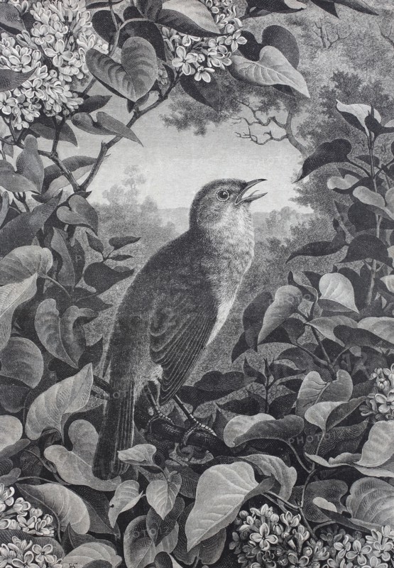 common nightingale or simply nightingale