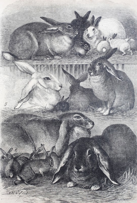 rabbits