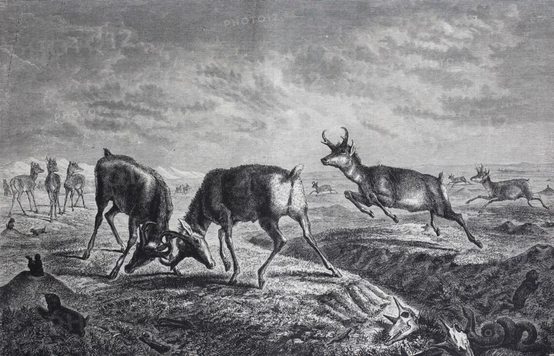 pronghorn