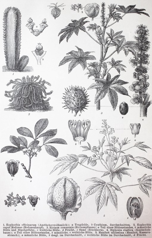 various Euphorbiales