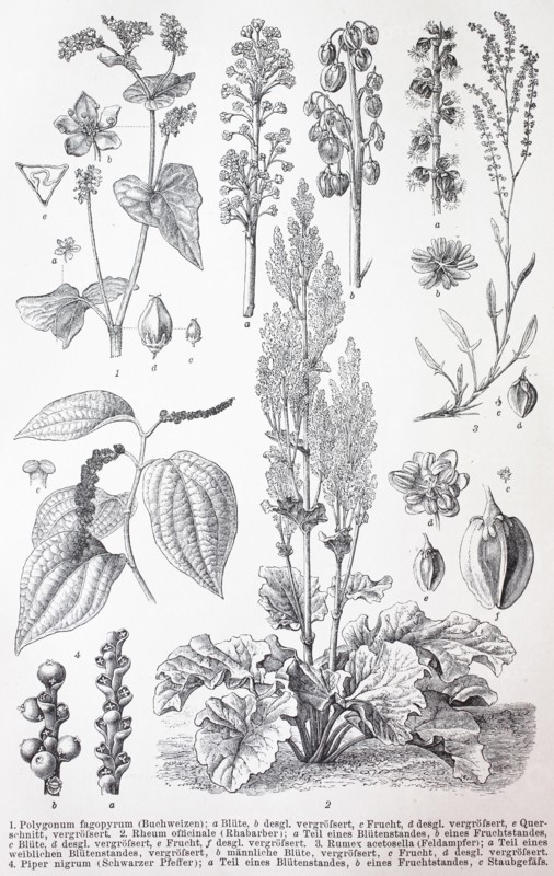 Various plants