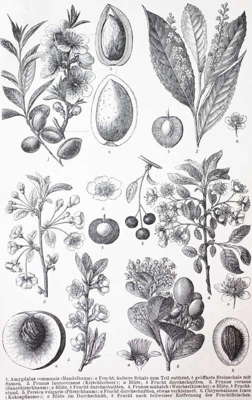 Various Rosids