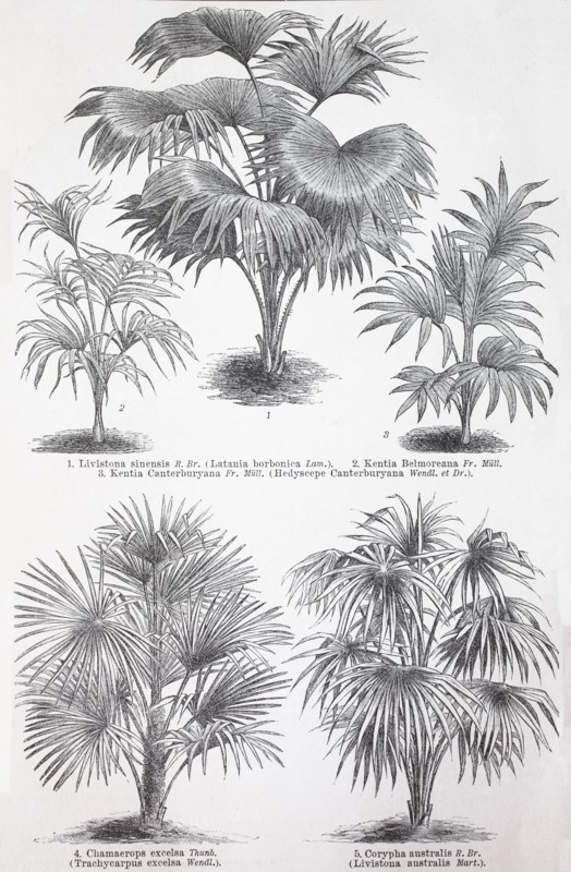 various palm trees