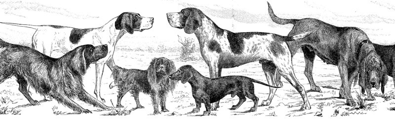 various breed of dogs
