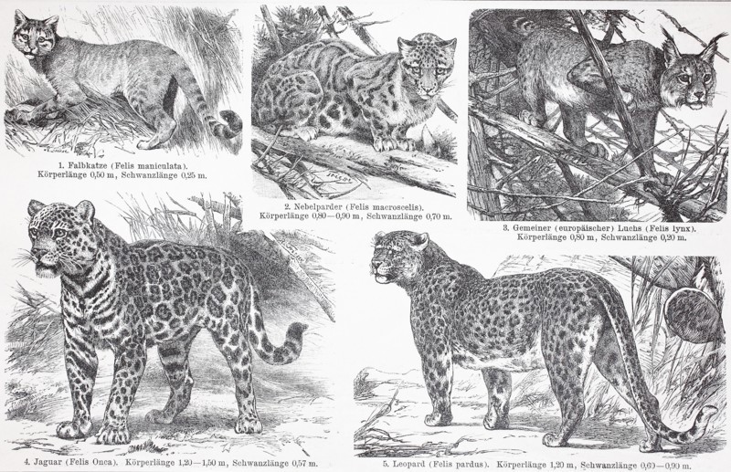various cats