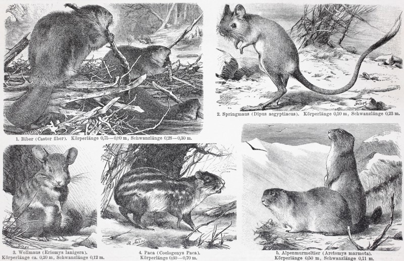 different rodents