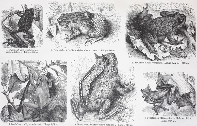 different frogs and toads