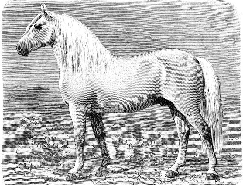 Horse breed