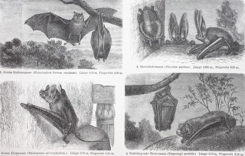 different bats