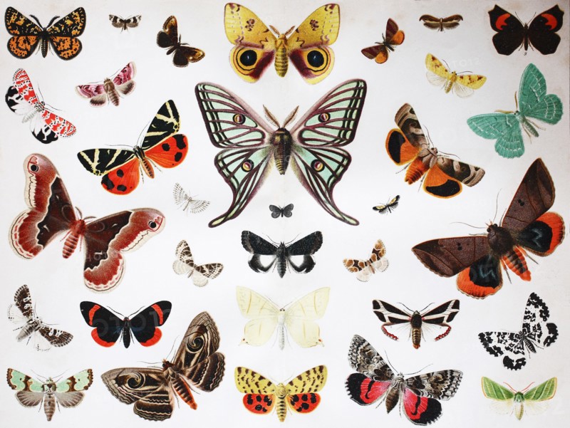 various butterfly insects