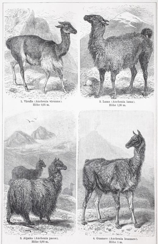 Various camels