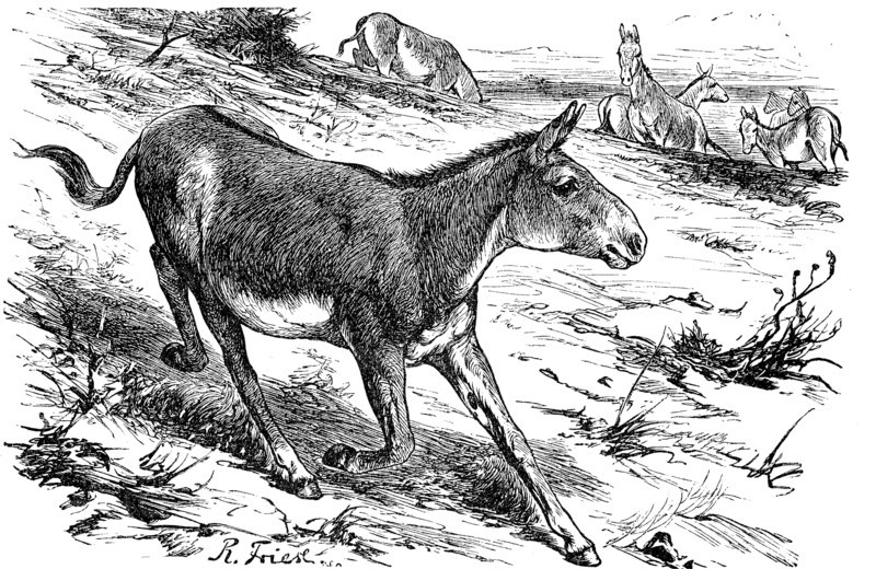 onager
