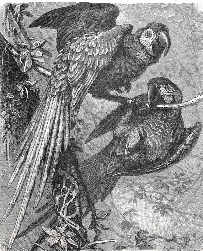 Military macaw bird  /  Kleiner Soldatenara