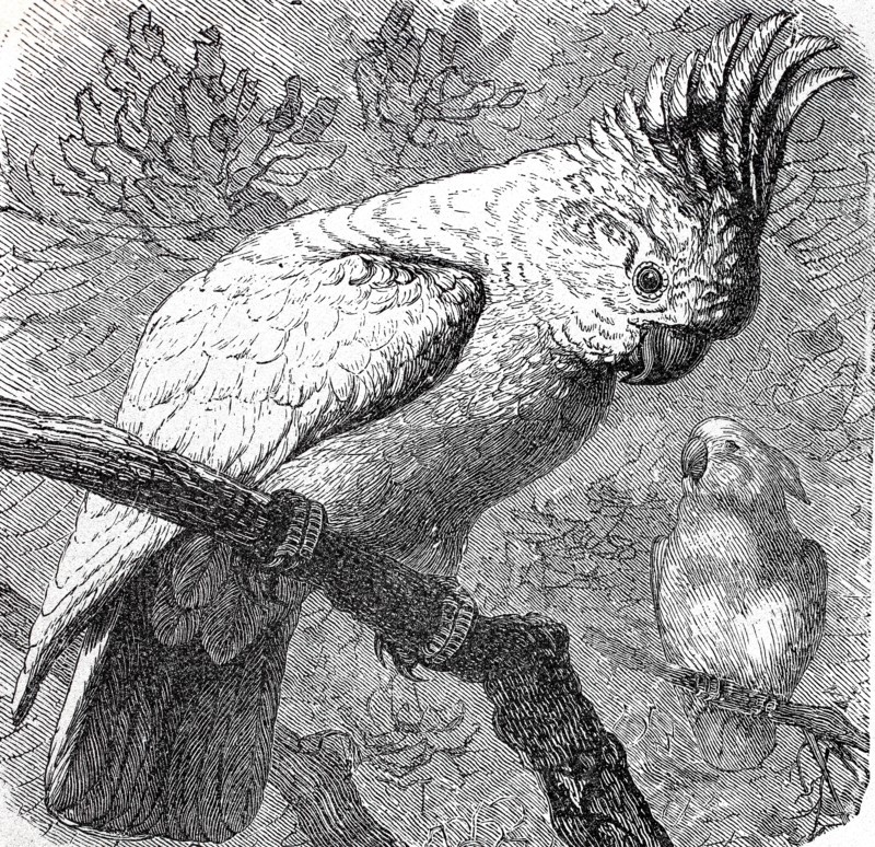 Major Mitchell's cockatoo