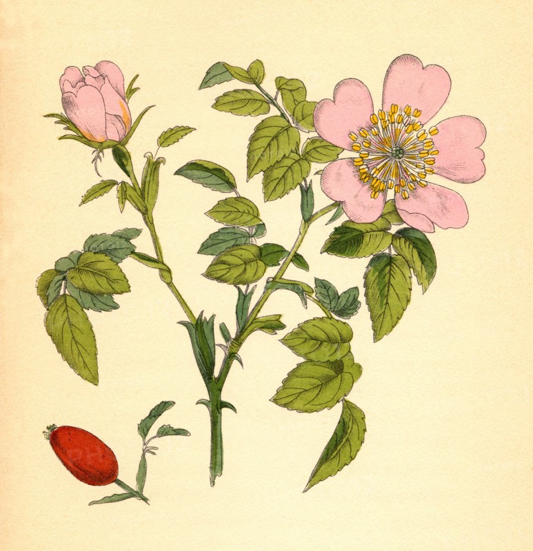 Medicinal plant
