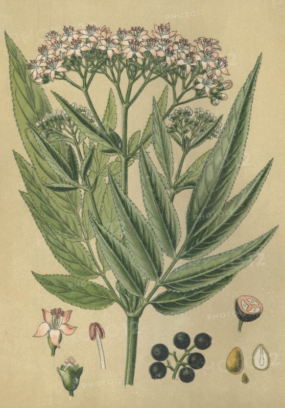 Medicinal plant elder