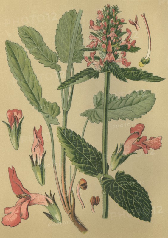 Medicinal plant Betony