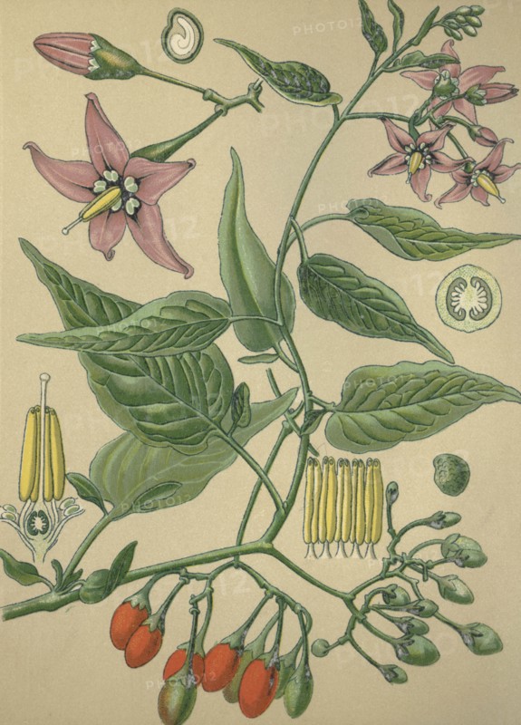 Medicinal plant bittersweet