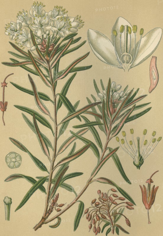 Medicinal plant Rhododendron tomentosum