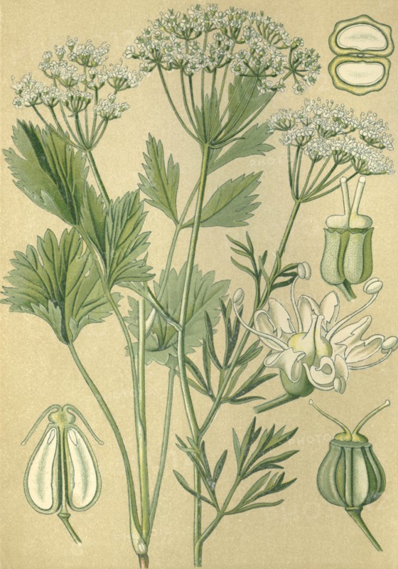 Medicinal plant Anise