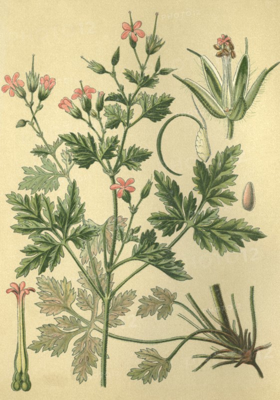 Medicinal plant Herb Robert