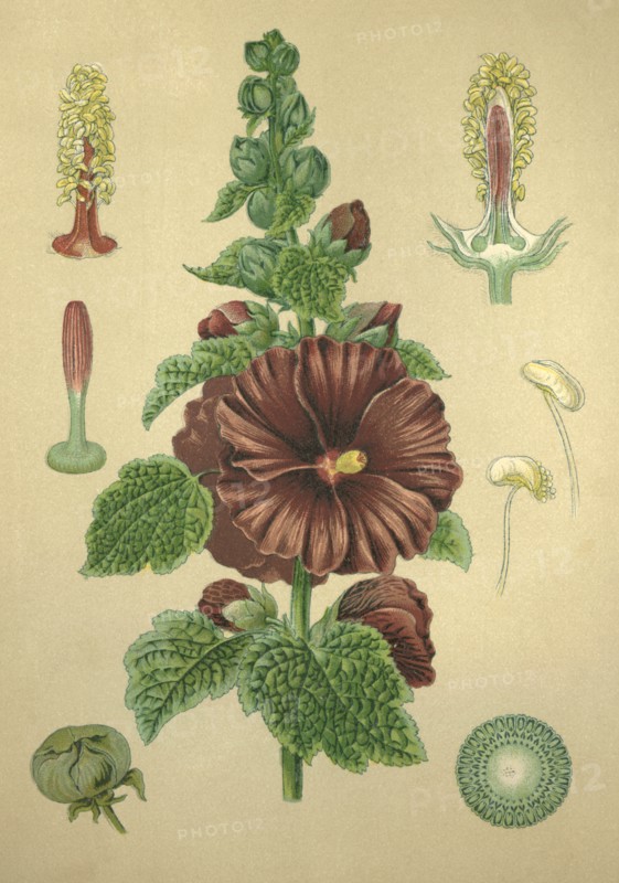 Medicinal plant Garden mallow