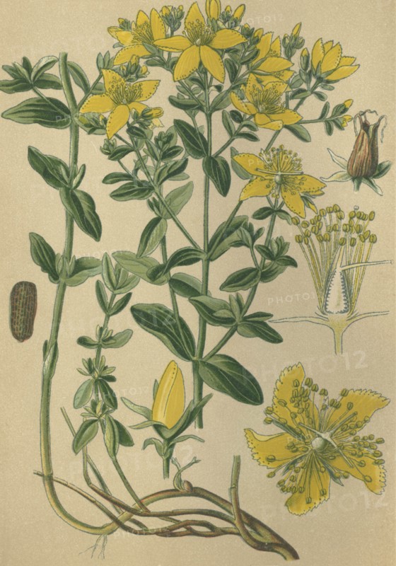 Medicinal plant Saint John's Wort