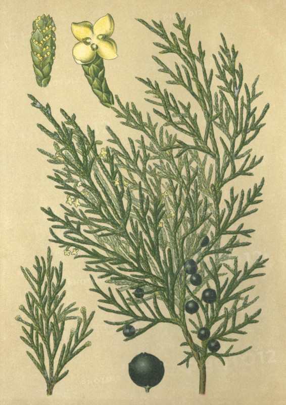 Medicinal plant Sabine