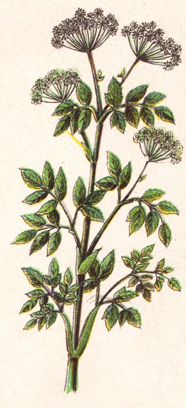 Medicinal plant