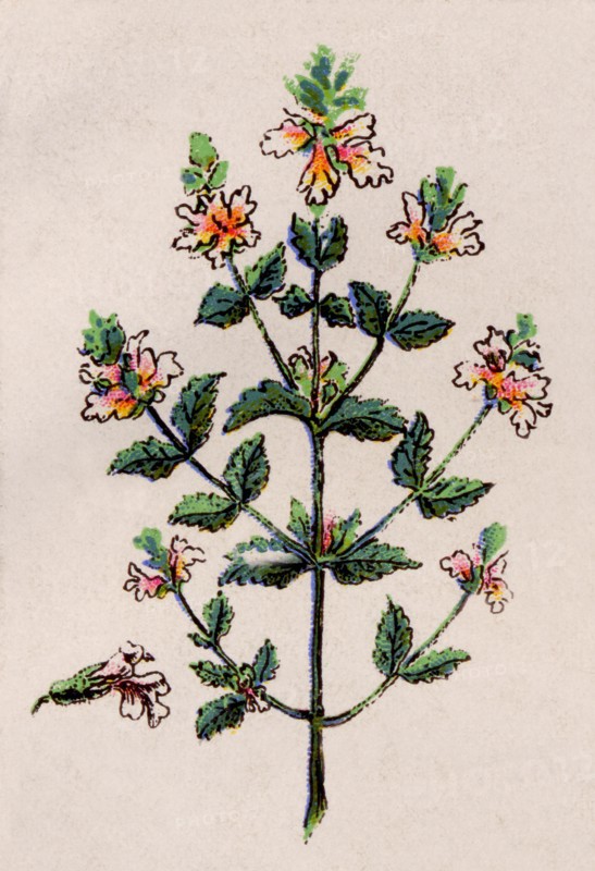 Medicinal plant