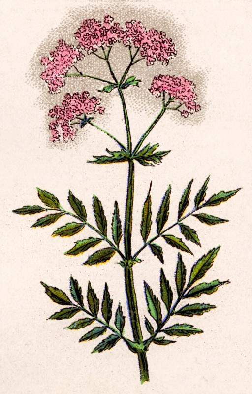 Medicinal plant