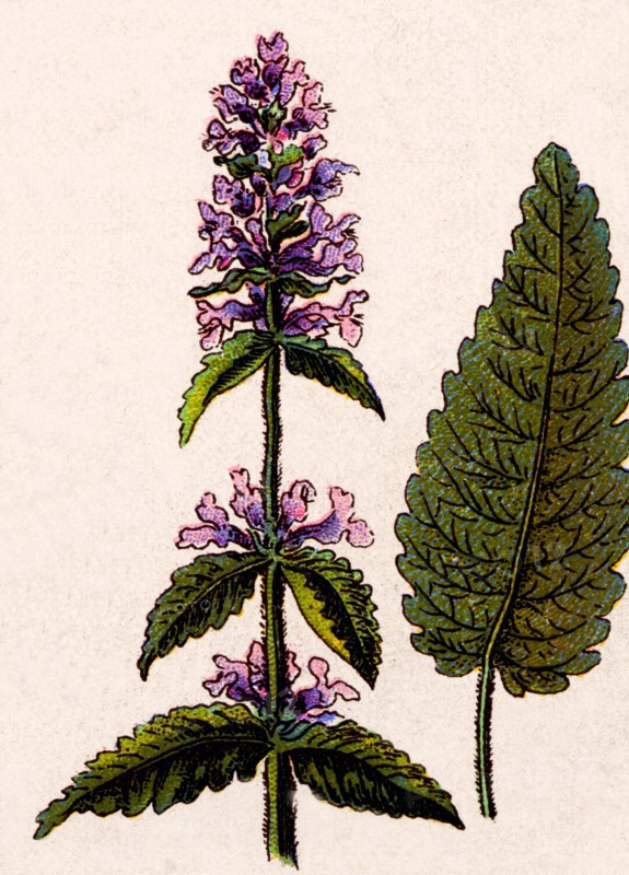 Medicinal plant