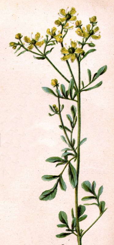 Medicinal plant