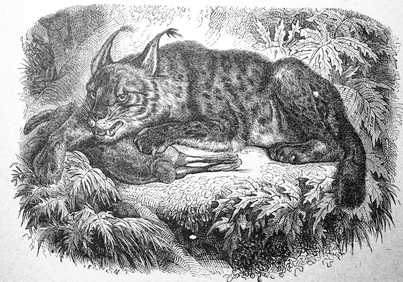 Lynx