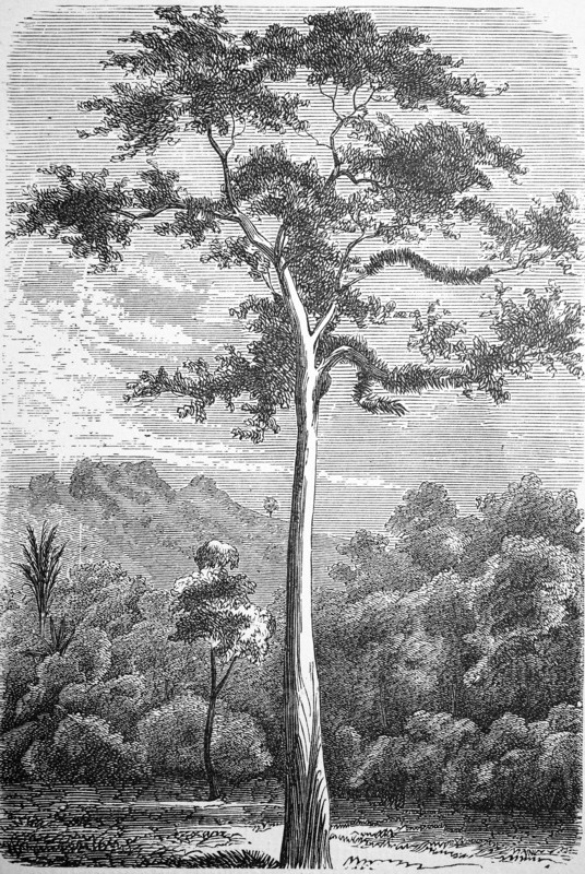 Upas tree
