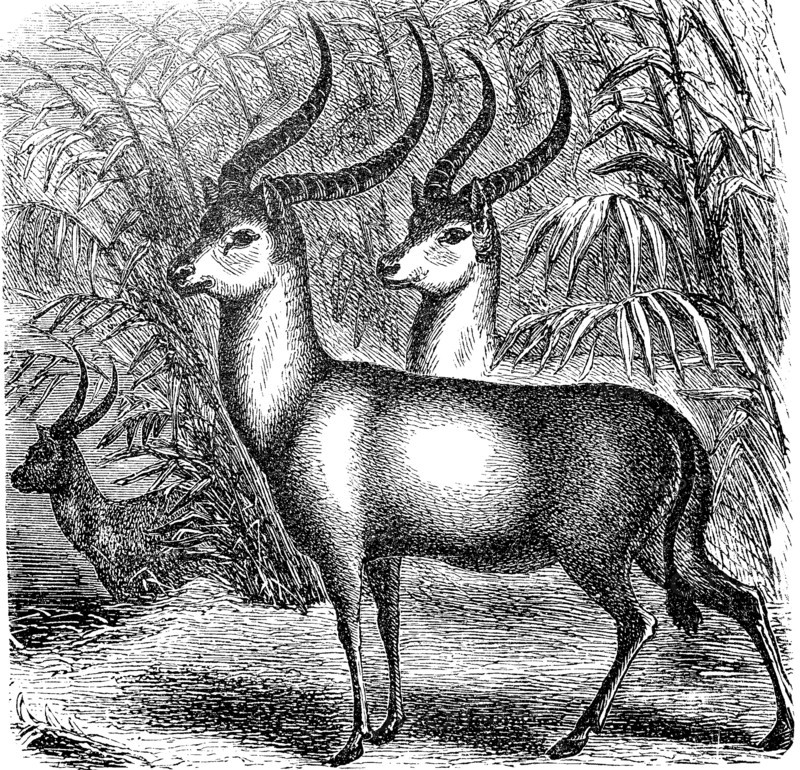 waterbuck