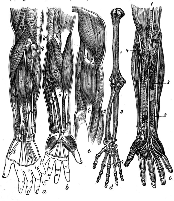Anatomy