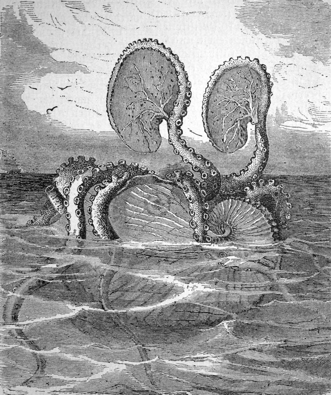 Paper nautiluses