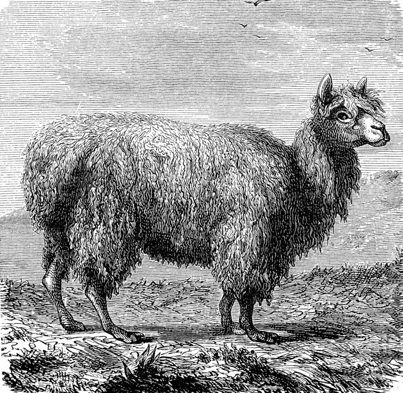 Alpaca