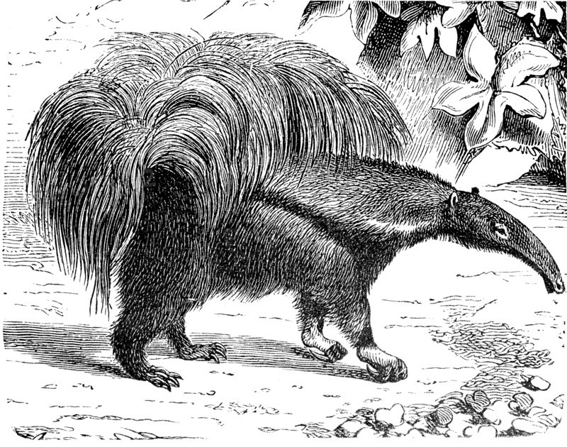 giant anteater