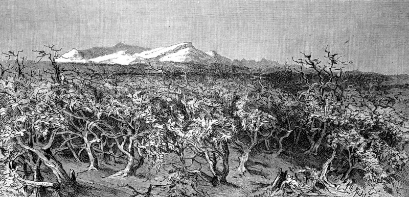 Landscape in Strub area in Australia around 1875  /  Landschaft im Strubgebiet in Australien um 1875