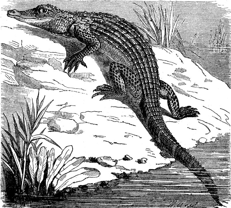 Alligator
