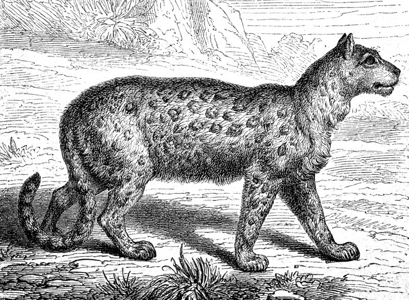 snow leopard