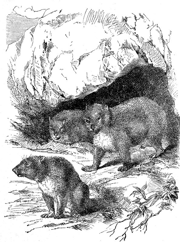 rock hyrax